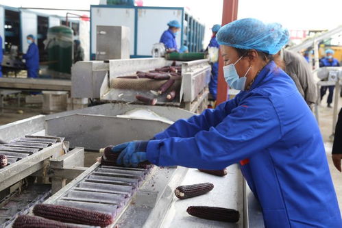 青冈县做大做强鲜食玉米产业 着力打造 青冈玉米糯又甜 区域公用品牌